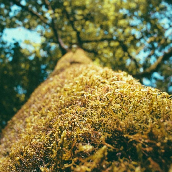 Дюбель быстрого монтажа Einhell EI-6555 (6x40, 200 шт)